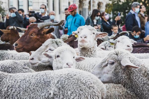 西班牙馬德里迎遷徙放牧節 千隻萌羊“逛大街”