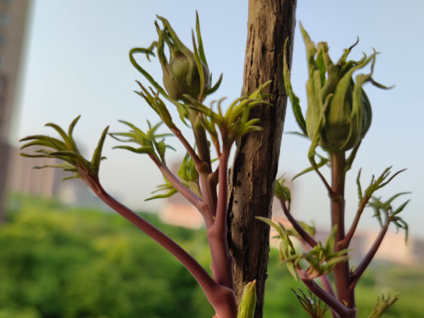 “外甥正月不剃頭”，8種花正月不能剪，還要再忍1個月