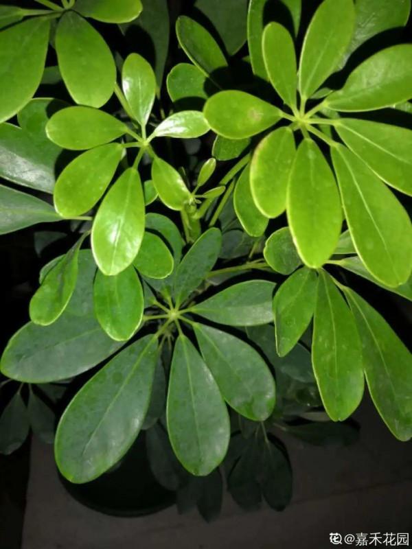 客廳養好樹，子孫一直富，8種樹養在家，鎮宅有安全感