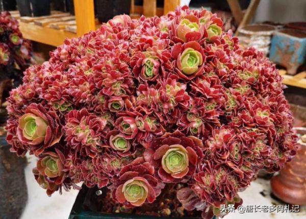 法師多肉都成功度夏了?來看秋天它們啥時候甦醒,以免陰溝裡翻船 法師多肉都成功度夏了?來看秋天它們啥時候甦醒,以免陰溝裡翻船