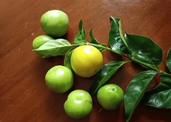 40種野果,滿滿都是兒時的味道 40種野果,滿滿都是兒時的味道