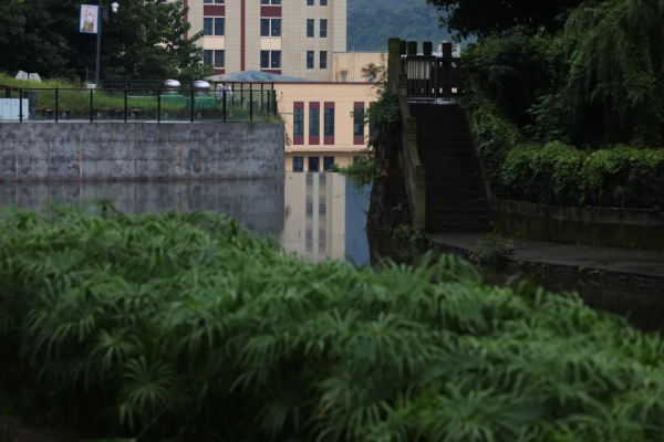 雨中苦竹溪 享受生態美