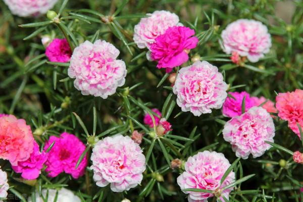 太陽花花苞乾枯?問題出在3點上,處理得當,依舊是“最靚”的花 太陽花花苞乾枯?問題出在3點上,處理得當,依舊是“最靚”的花