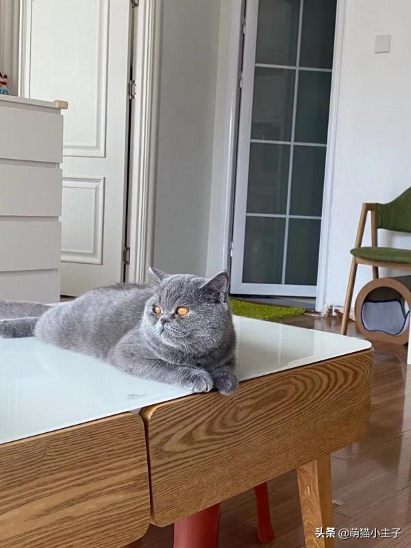 在貓咖替貓贖身 在貓咖替貓贖身