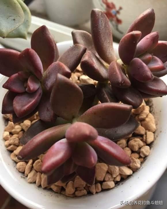 適合新手的多肉姬朧月,沒事掐一掐,新枝新芽一起長,輕鬆爆盆 適合新手的多肉姬朧月,沒事掐一掐,新枝新芽一起長,輕鬆爆盆