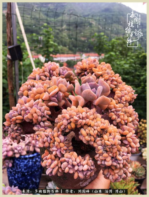 秋季多肉，你是王者歸來嗎？（附秋季養護知識）