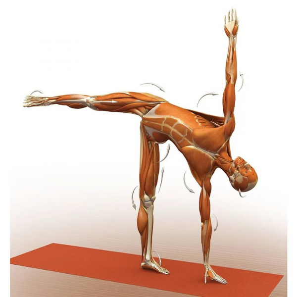 練瑜伽，這些解剖常識你要知道（附28個常見體式解剖圖）