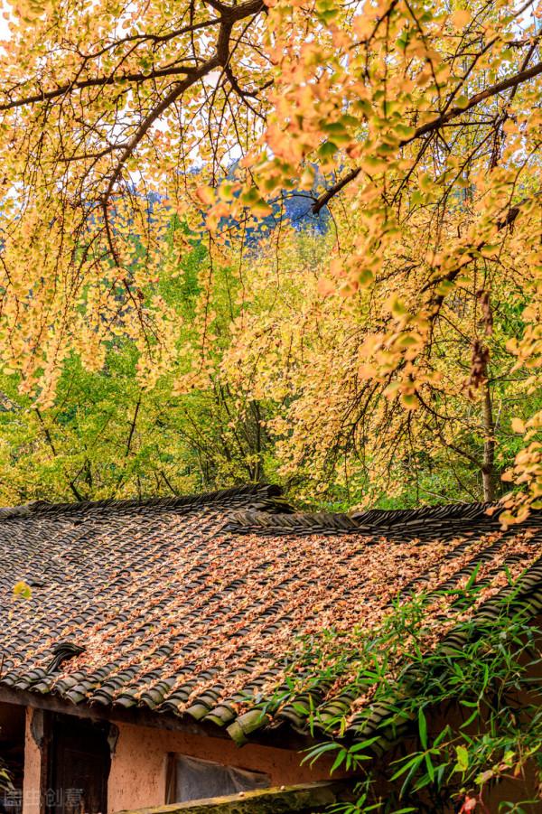 一省一秋!各省秋色“當紅”代言人,你的家鄉上榜了嗎? 一省一秋!各省秋色“當紅”代言人,你的家鄉上榜了嗎?