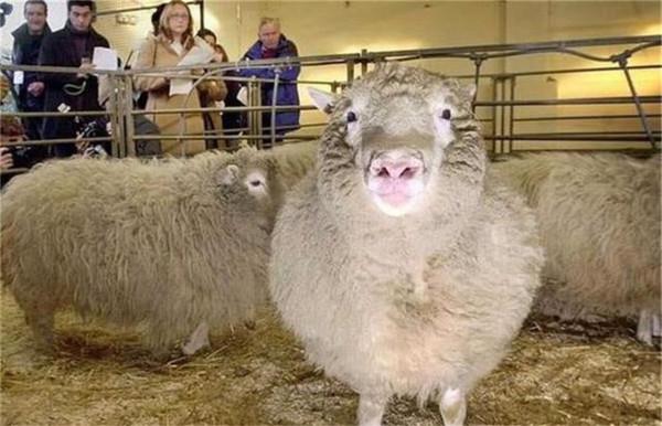 為什麼現在很少提“克隆”了？多莉的一生就是答案，實在太可憐了