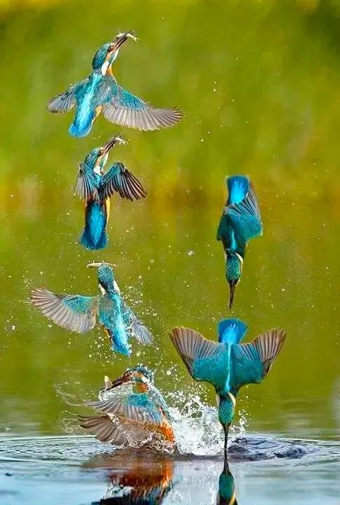 分享：抓拍動物精彩瞬間，驚豔絕倫，實為罕見