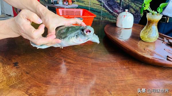 這才是廣東水魚雞正宗的做法,教你挑水魚和烹煮小技巧,值得收藏 這才是廣東水魚雞正宗的做法,教你挑水魚和烹煮小技巧,值得收藏