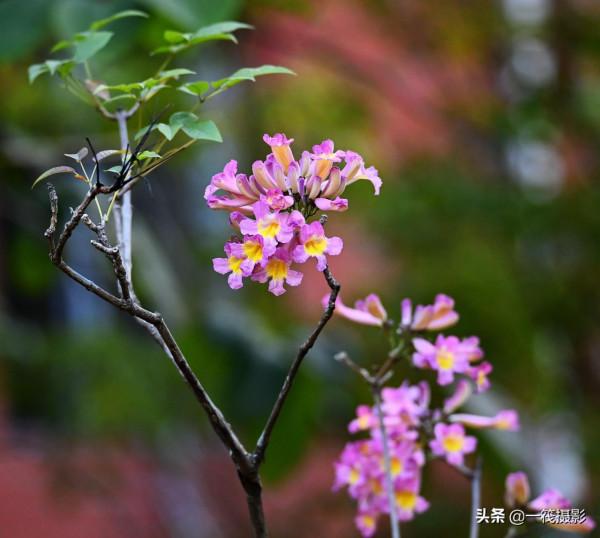 美麗的紫繡球花風鈴木