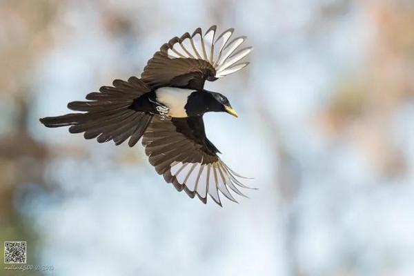￼如果要評選世界上誰飛得最漂亮？估計除了這些七彩鳥兒，