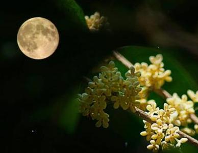 七絕•中秋望月