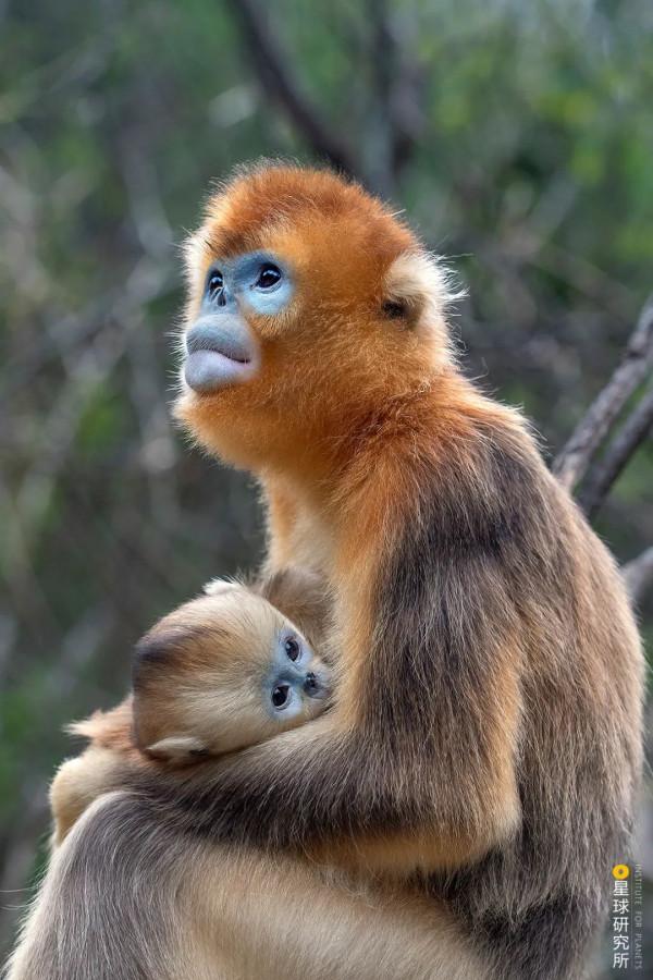 四川從哪裡來? 四川從哪裡來?