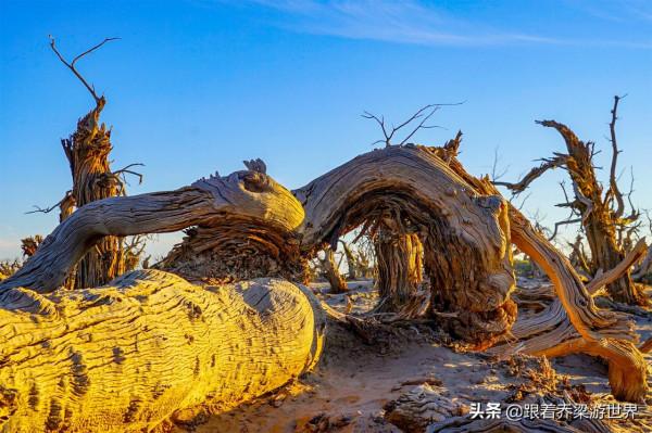 額濟納怪樹林，大漠勇士胡楊林的讚歌，罕見的世界自然奇觀