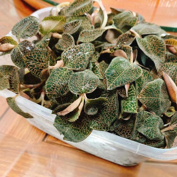 金線蓮水鴨湯