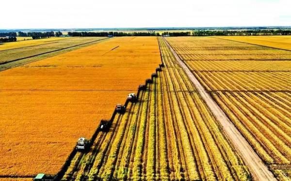 十八連豐背後 在黑龍江現代化國營農場裡 人們都在忙些什麼