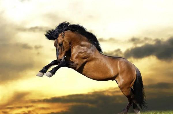 30多幅駿馬奔騰圖欣賞