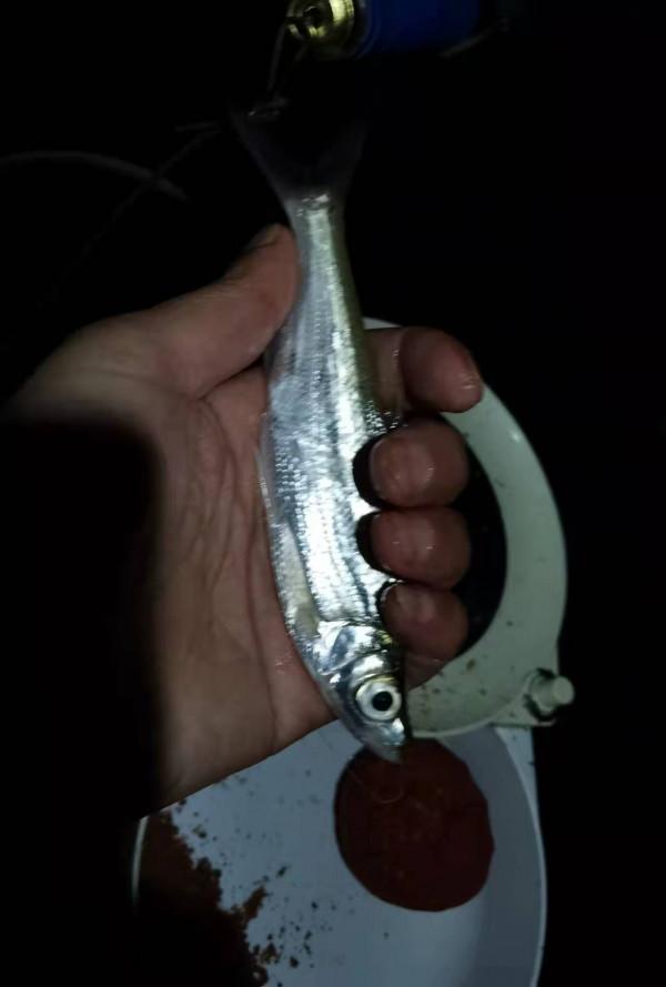 實戰調漂釣鯉魚，散炮誘釣打頻率