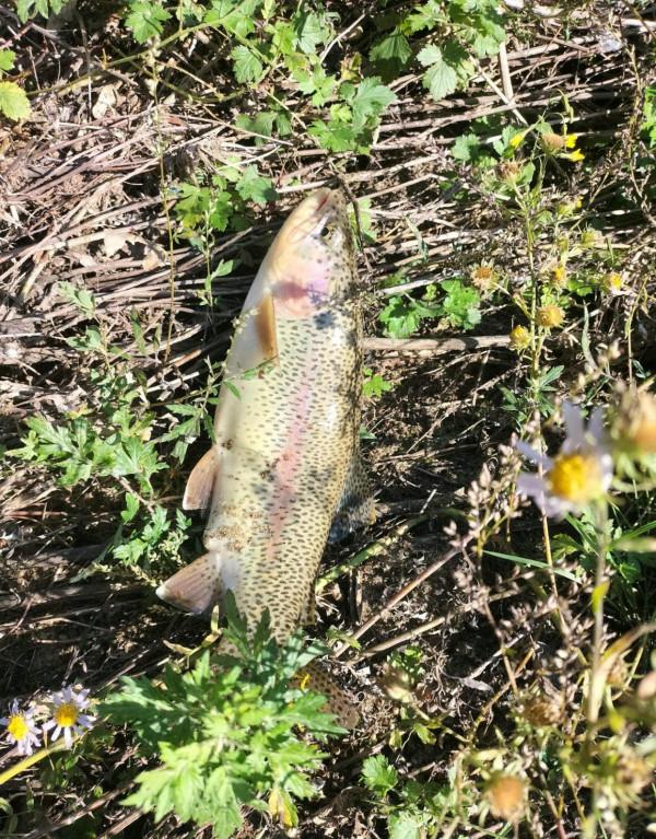 河北釣友深山溪流釣起許多“兇猛怪魚”,大的一斤多,野生虹鱒? 河北釣友深山溪流釣起許多“兇猛怪魚”,大的一斤多,野生虹鱒?