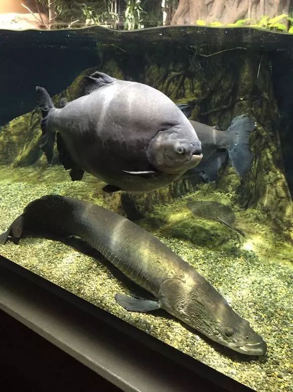 你釣到過最大的魚有多大?20斤?對我來說那叫魚餌 你釣到過最大的魚有多大?20斤?對我來說那叫魚餌