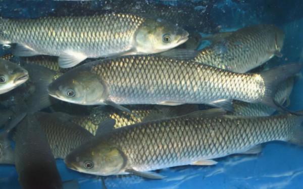 1次產卵多達138萬粒，吃水草就能長大，為何野生的草魚卻不多？