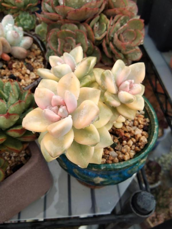 對比照記錄多肉驚豔變化，想要多肉變美，做到這幾步，千萬別忽視