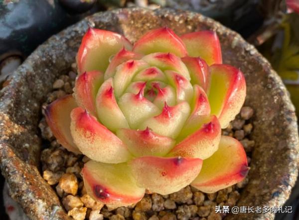 這6種水不能用來澆多肉，否則要麼盆土板結，要麼多肉會直接掛掉