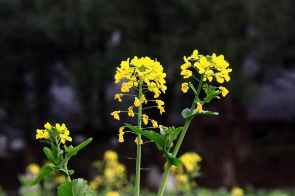 可以不吃但不可以不看