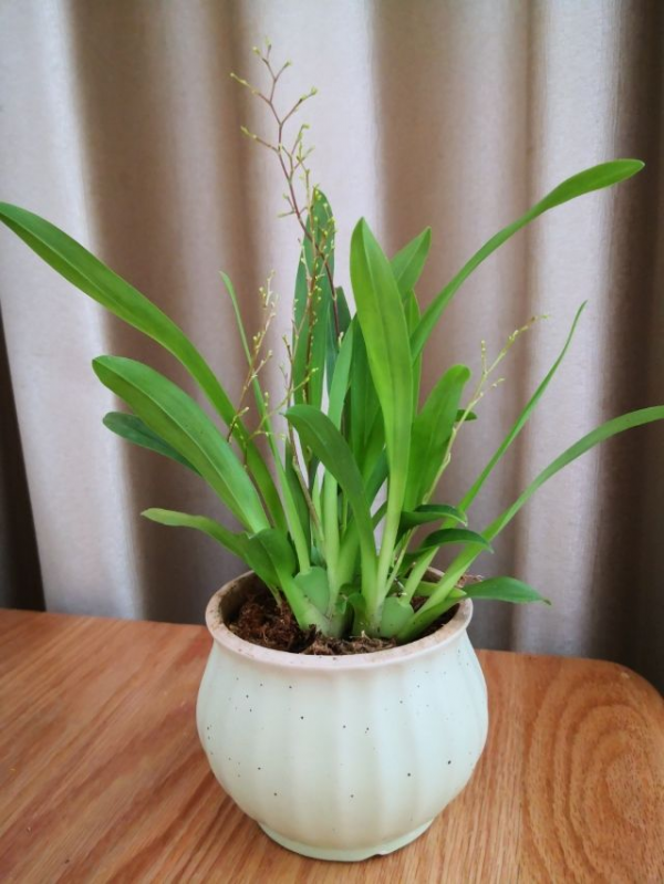 家裡養一盆吉祥蘭,耐陰開花多,還有吉祥好兆頭 家裡養一盆吉祥蘭,耐陰開花多,還有吉祥好兆頭