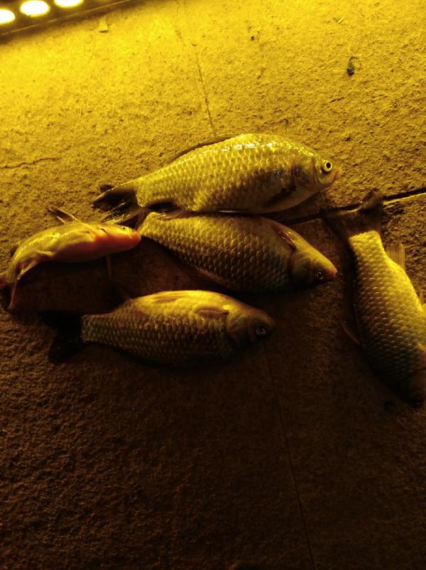 為了那碗魚湯麵,黑夜的冷又有何懼…… 為了那碗魚湯麵,黑夜的冷又有何懼……