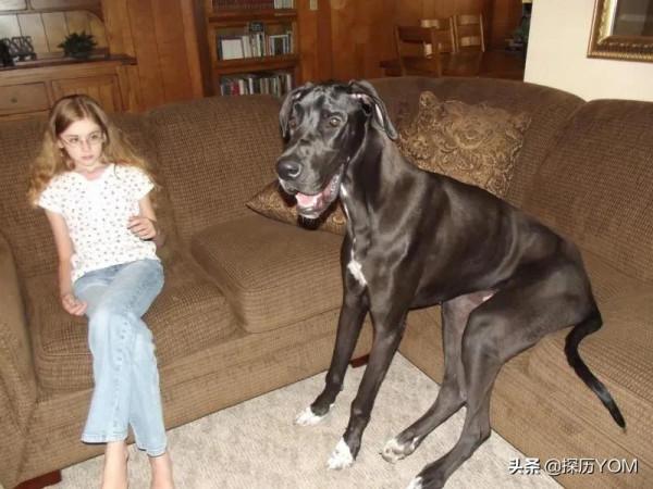 最危險，最有攻擊性的10種大型犬