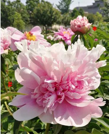 河南省農科院育成的2個切花芍藥品種透過鑑定 河南省農科院育成的2個切花芍藥品種透過鑑定