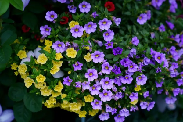 （2019）園丁獎露臺組《003號》一卷花薔 沉澱的時光