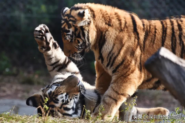 噓！大年初三睡到飽