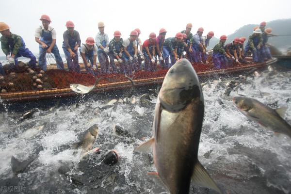 鄱陽湖大量野生魚擱淺，護魚隊寧死也不讓撈，網友：點贊，做得好