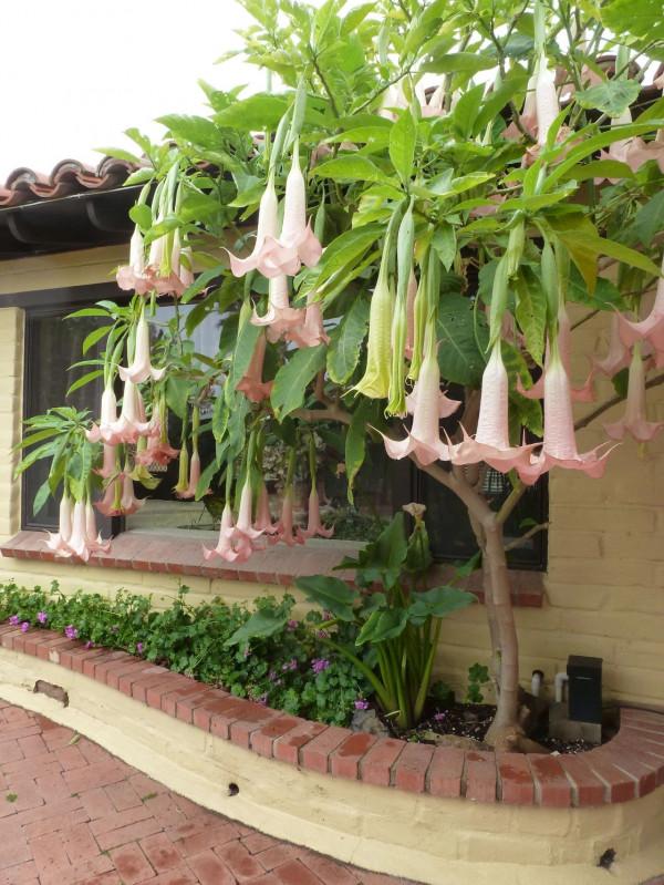 7種“小毒花”，家裡經常養，快認清“真面目”，避免中毒啊