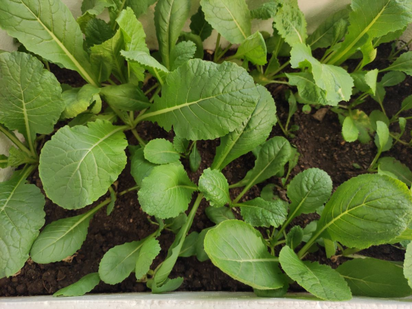 蔬菜頭別扔，種土裡乎乎長小苗，半個月就能吃