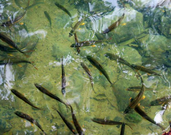 七小孔瀑布與瀑布之間生存的小魚兒