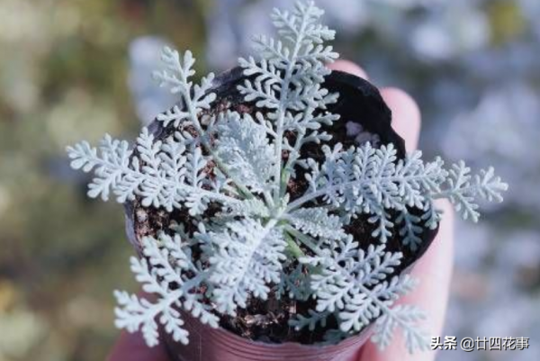 7款真正的耐寒花,冬天露養凍不死,下雪天也能變美開花 7款真正的耐寒花,冬天露養凍不死,下雪天也能變美開花