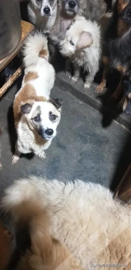 小狗被項圈緊緊箍住,脖子皮肉潰爛血肉模糊,看一眼就渾身起疙瘩 小狗被項圈緊緊箍住,脖子皮肉潰爛血肉模糊,看一眼就渾身起疙瘩