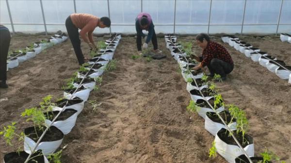 牛糞如何使用效果好?注意2點,價格便宜,不燒苗 牛糞如何使用效果好?注意2點,價格便宜,不燒苗