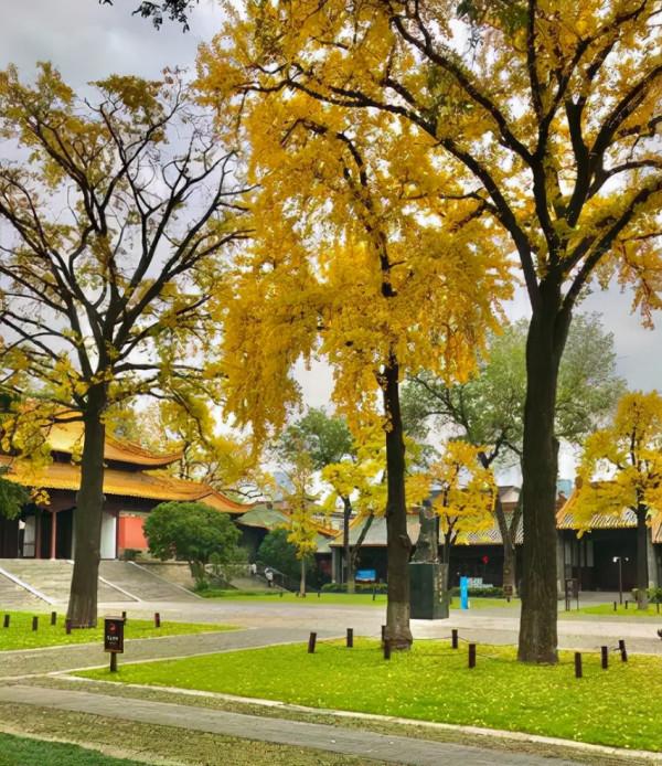 一入秋，南京就成了金陵