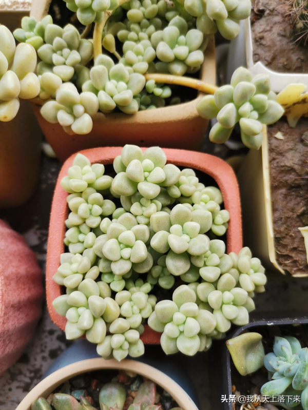 5種容易扦插的多肉品種，親身實踐，還不懂的小夥伴趕緊收藏好