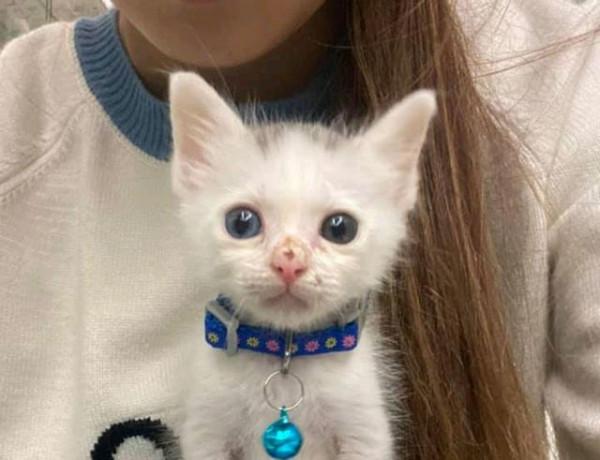 牆裡救出“爛眼”貓，養了3個月後睜開眼時：太可愛了吧？