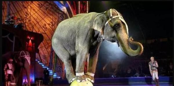 動物也記仇?一隻大象的復仇:21年,30分鐘,13條人命,86槍 動物也記仇?一隻大象的復仇:21年,30分鐘,13條人命,86槍