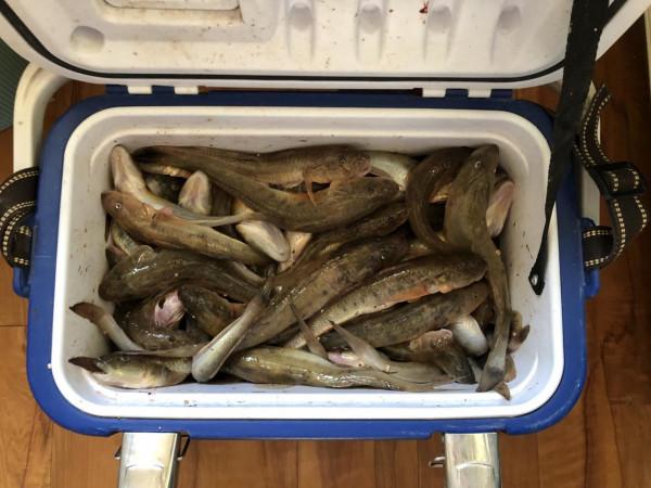 今年的楞巴魚咬口季，我還是溜達釣，這一箱子魚獲真過癮