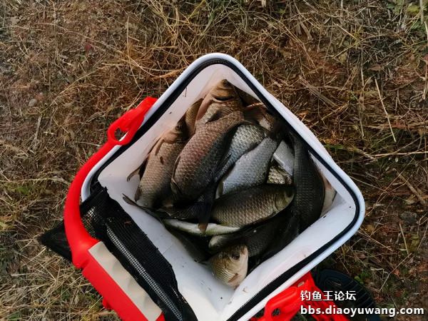 冬釣好收穫，全靠釣魚王