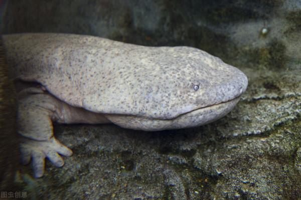 秦嶺娃娃魚被濫捕，野生數量減少8成，暴利背後是怎樣的危機？